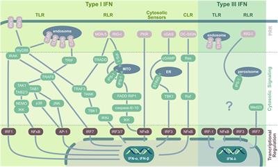 The Impact of the Interferon/TNF-Related Apoptosis-Inducing Ligand Signaling Axis on Disease Progression in Respiratory Viral Infection and Beyond